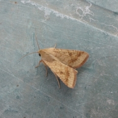 Helicoverpa armigera (Cotton bollworm, Corn earworm) at Higgins, ACT - 10 Jan 2018 by Alison Milton