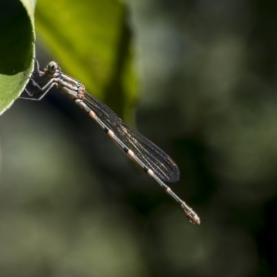 Austrolestes leda (Wandering Ringtail) at Higgins, ACT - 26 Jan 2018 by AlisonMilton