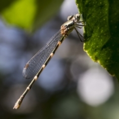 Austrolestes leda at Higgins, ACT - 26 Jan 2018