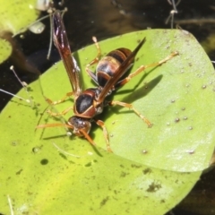 Polistes (Polistella) humilis (Common Paper Wasp) at Higgins, ACT - 4 Feb 2018 by AlisonMilton