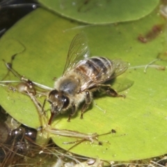 Apis mellifera (European honey bee) at Higgins, ACT - 4 Feb 2018 by AlisonMilton