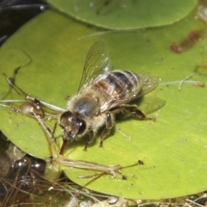 Apis mellifera at Higgins, ACT - 4 Feb 2018