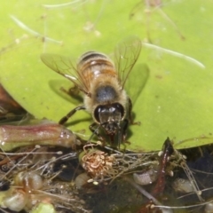 Apis mellifera at Higgins, ACT - 4 Feb 2018