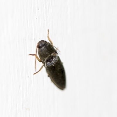 Monocrepidus (genus) (Click beetle) at Higgins, ACT - 8 Feb 2018 by AlisonMilton