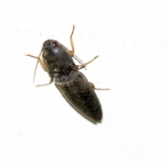 Monocrepidius (genus) at Higgins, ACT - 8 Feb 2018 09:55 PM