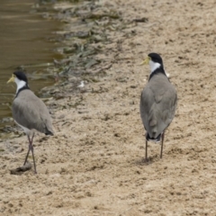 Vanellus miles (Masked Lapwing) at Belconnen, ACT - 9 Feb 2018 by AlisonMilton