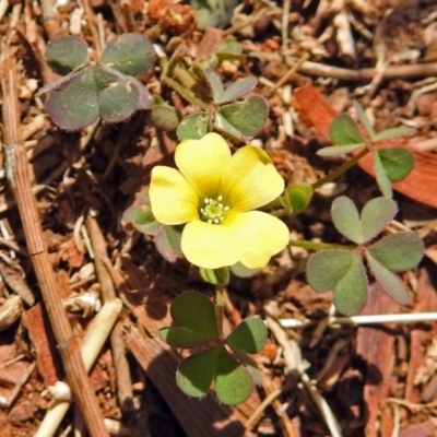 Oxalis sp. (Wood Sorrel) at Red Hill, ACT - 5 Mar 2018 by RodDeb