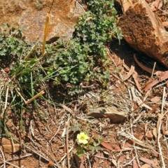 Oxalis sp. at Red Hill, ACT - 5 Mar 2018 12:48 PM