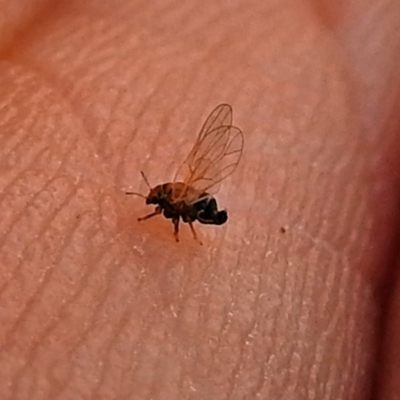 Psyllidae sp. (family) (Unidentified psyllid or lerp insect) at Red Hill, ACT - 5 Mar 2018 by RodDeb