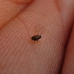 Psyllidae sp. (family) at Red Hill, ACT - 5 Mar 2018