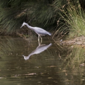 Egretta novaehollandiae at Belconnen, ACT - 9 Feb 2018 12:43 PM