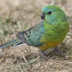 Psephotus haematonotus (Red-rumped Parrot) at Belconnen, ACT - 9 Feb 2018 by Alison Milton