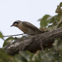 Chrysococcyx osculans (Black-eared Cuckoo) at Belconnen, ACT - 9 Feb 2018 by AlisonMilton