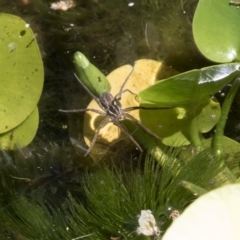 Pisauridae (family) (Water spider) at Higgins, ACT - 18 Feb 2018 by Alison Milton