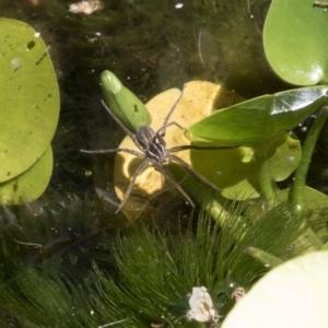 Pisauridae (family) at Higgins, ACT - 18 Feb 2018