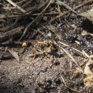 Sceliphron formosum at Higgins, ACT - 18 Feb 2018