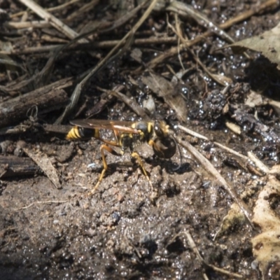 Sceliphron formosum (Formosum mud-dauber) at Higgins, ACT - 18 Feb 2018 by AlisonMilton