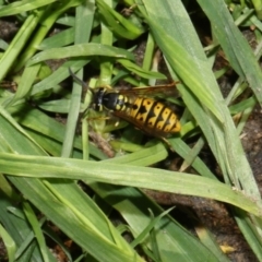 Vespula germanica (European wasp) at Higgins, ACT - 27 Feb 2018 by AlisonMilton