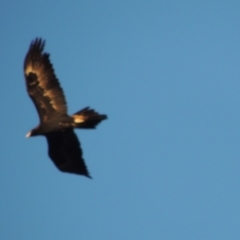 Aquila audax (Wedge-tailed Eagle) at Urambi Hills - 4 Mar 2018 by MichaelBedingfield