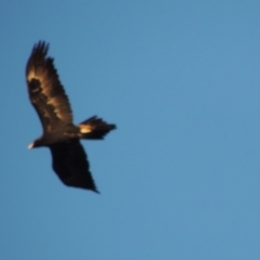 Aquila audax (Wedge-tailed Eagle) at Urambi Hills - 3 Mar 2018 by michaelb