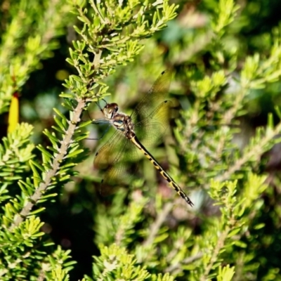 Hemicordulia australiae (Australian Emerald) at Green Cape, NSW - 3 Mar 2018 by RossMannell