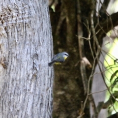 Eopsaltria australis (Eastern Yellow Robin) at Green Cape, NSW - 3 Mar 2018 by RossMannell