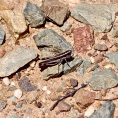 Macrotona sp. (genus) (Macrotona grasshopper) at Green Cape, NSW - 3 Mar 2018 by RossMannell