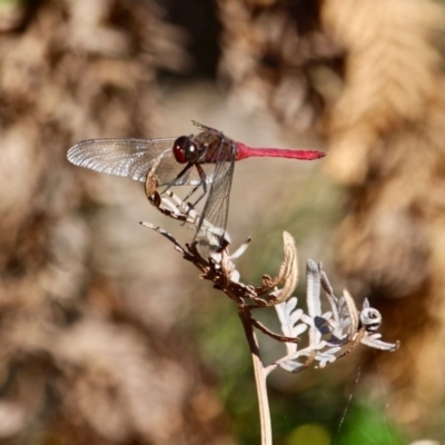 Orthetrum villosovittatum (Fiery Skimmer) at Green Cape, NSW - 3 Mar 2018 by RossMannell