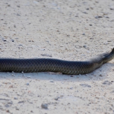Pseudonaja textilis (Eastern Brown Snake) at Green Cape, NSW - 3 Mar 2018 by RossMannell