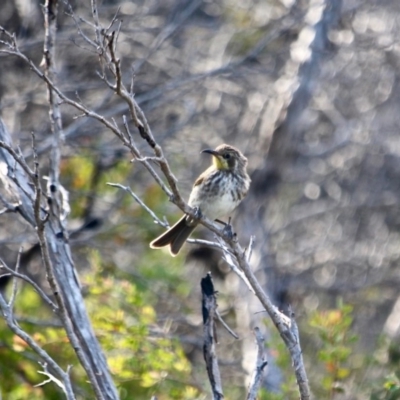 Glyciphila melanops (Tawny-crowned Honeyeater) at Green Cape, NSW - 3 Mar 2018 by RossMannell