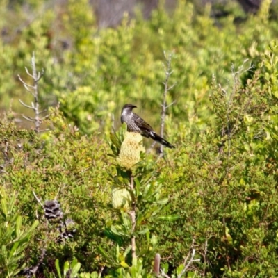 Anthochaera chrysoptera (Little Wattlebird) at Green Cape, NSW - 3 Mar 2018 by RossMannell