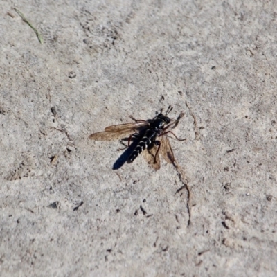 Miltinus viduatus (Mydas fly) at Green Cape, NSW - 3 Mar 2018 by RossMannell