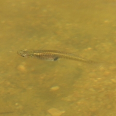 Gambusia holbrooki (Gambusia, Plague minnow, Mosquito fish) at Molonglo River Reserve - 18 Feb 2018 by michaelb