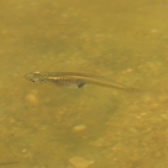 Gambusia holbrooki (Gambusia, Plague minnow, Mosquito fish) at Molonglo, ACT - 18 Feb 2018 by MichaelBedingfield