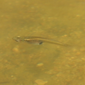 Gambusia holbrooki at Molonglo River Reserve - 18 Feb 2018