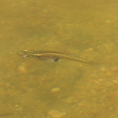 Gambusia holbrooki (Gambusia, Plague minnow, Mosquito fish) at Molonglo, ACT - 18 Feb 2018 by michaelb