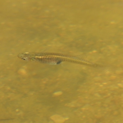 Gambusia holbrooki (Gambusia, Plague minnow, Mosquito fish) at Molonglo, ACT - 18 Feb 2018 by MichaelBedingfield