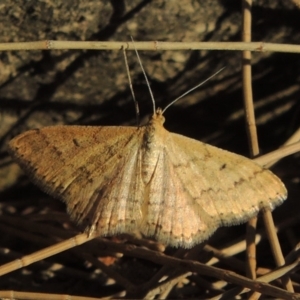 Scopula rubraria at Molonglo River Reserve - 18 Feb 2018