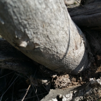 Papyrius nitidus (Shining Coconut Ant) at Jerrabomberra, ACT - 2 Mar 2018 by nathkay