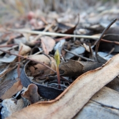 Eriochilus cucullatus (Parson's Bands) at Belconnen, ACT - 5 Mar 2018 by CathB