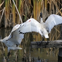 Threskiornis molucca (Australian White Ibis) at Jerrabomberra Wetlands - 6 Mar 2018 by RodDeb