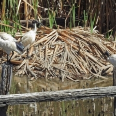 Threskiornis molucca at Fyshwick, ACT - 6 Mar 2018