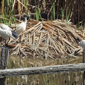 Threskiornis molucca at Fyshwick, ACT - 6 Mar 2018