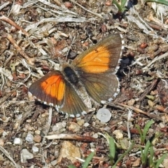 Lucia limbaria (Chequered Copper) at Jerrabomberra Wetlands - 6 Mar 2018 by RodDeb