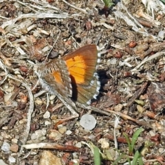 Lucia limbaria at Fyshwick, ACT - 6 Mar 2018 11:26 AM