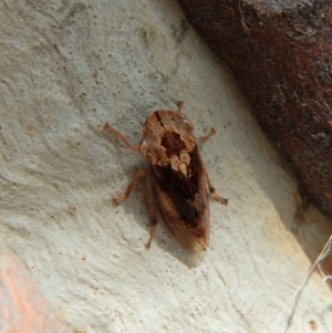 Stenocotis depressa at Cook, ACT - 5 Mar 2018 04:26 PM