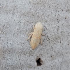 Stenocotis depressa at Cook, ACT - 5 Mar 2018