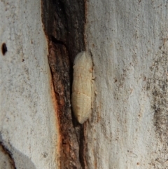 Stenocotis depressa at Cook, ACT - 5 Mar 2018 04:26 PM