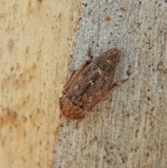 Cicadellidae (family) (Unidentified leafhopper) at Cook, ACT - 5 Mar 2018 by CathB