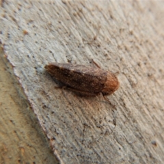 Cicadellidae (family) at Cook, ACT - 5 Mar 2018